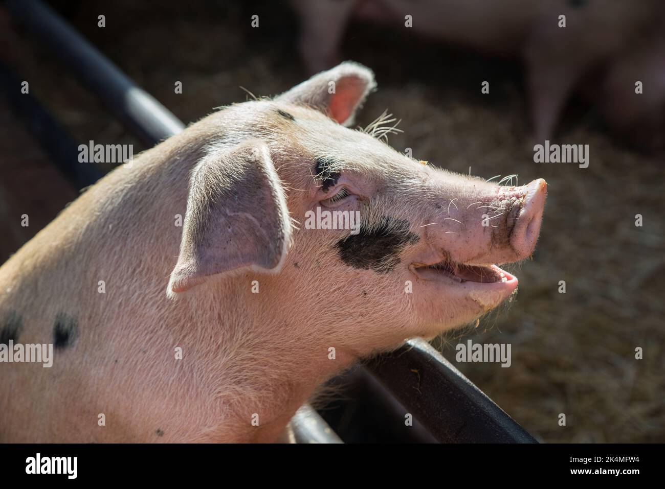 A young Gloucester Old Spot Pig with a laughing face Stock Photo Alamy
