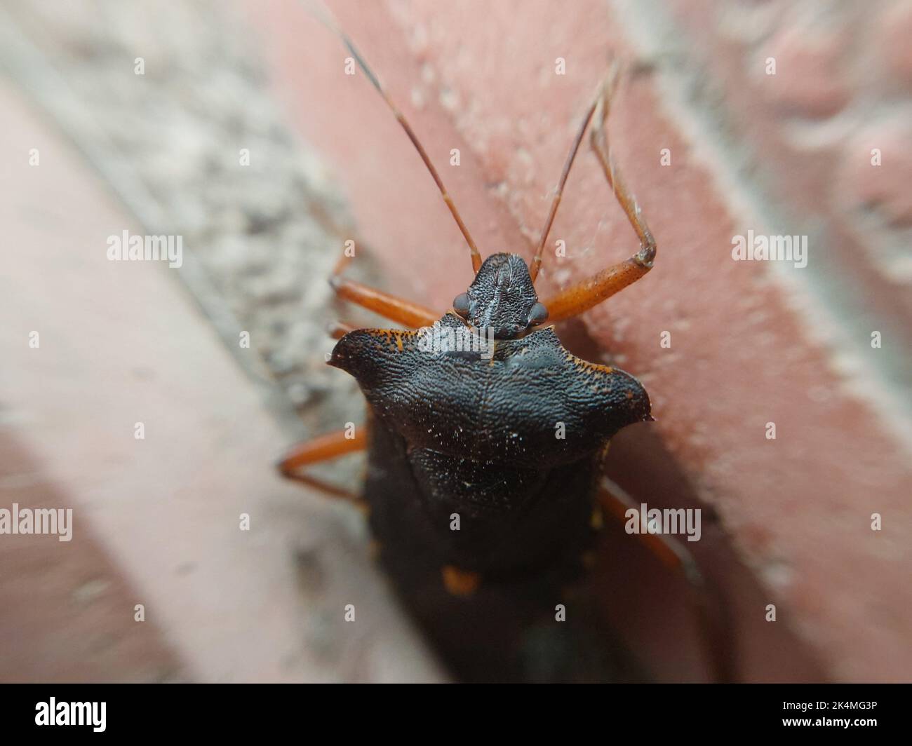 Beetle crawling on the concrete tiles Stock Photo Alamy
