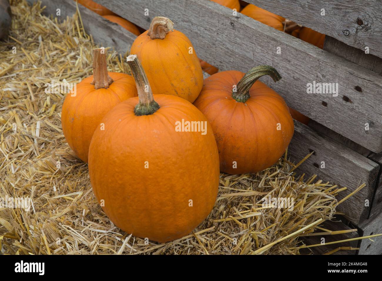 Four orange sugar pumpkins on a straw bale Stock Photo Alamy