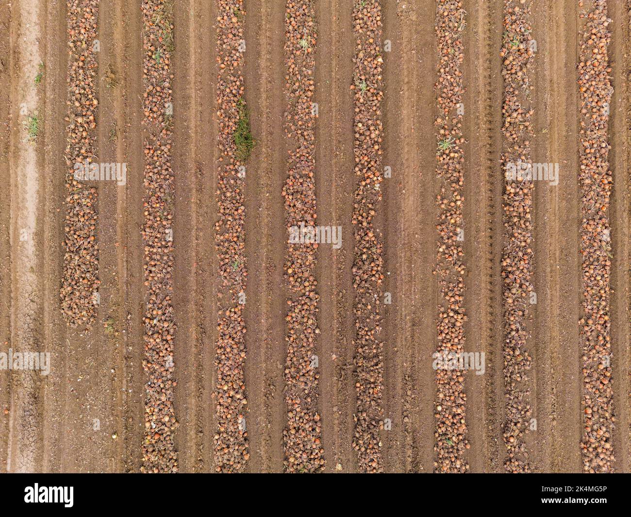 Lines and patterns on an onion field with onions at harvest as an aerial view Stock Photo