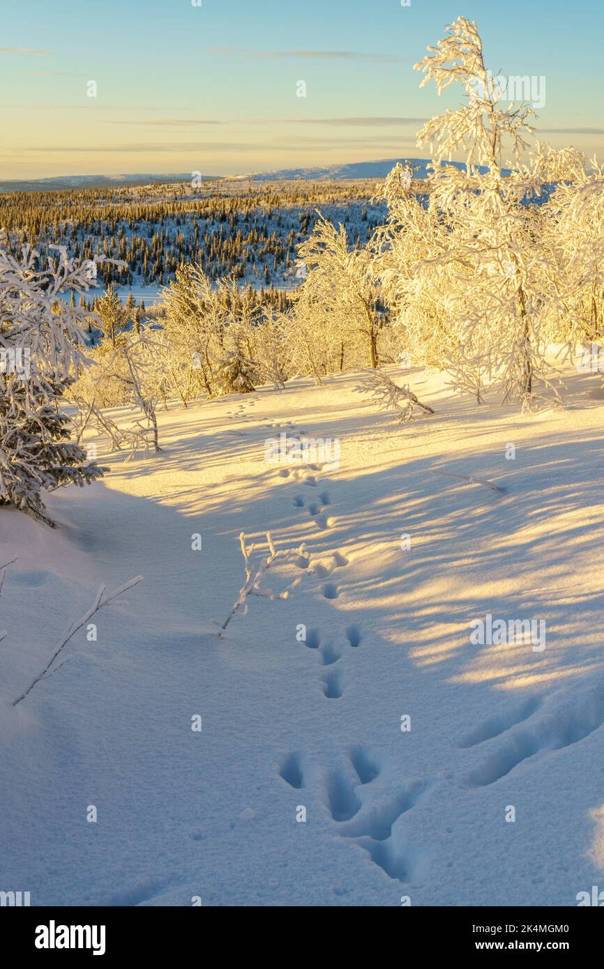 Rabbit track hi-res stock photography and images - Alamy