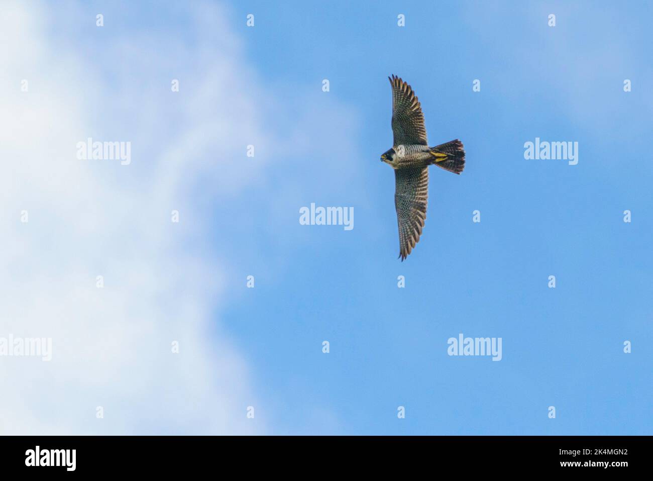 Peregrine falcon, Falco peregrinus flying, Swedish Lapland, Sweden. Stock Photo