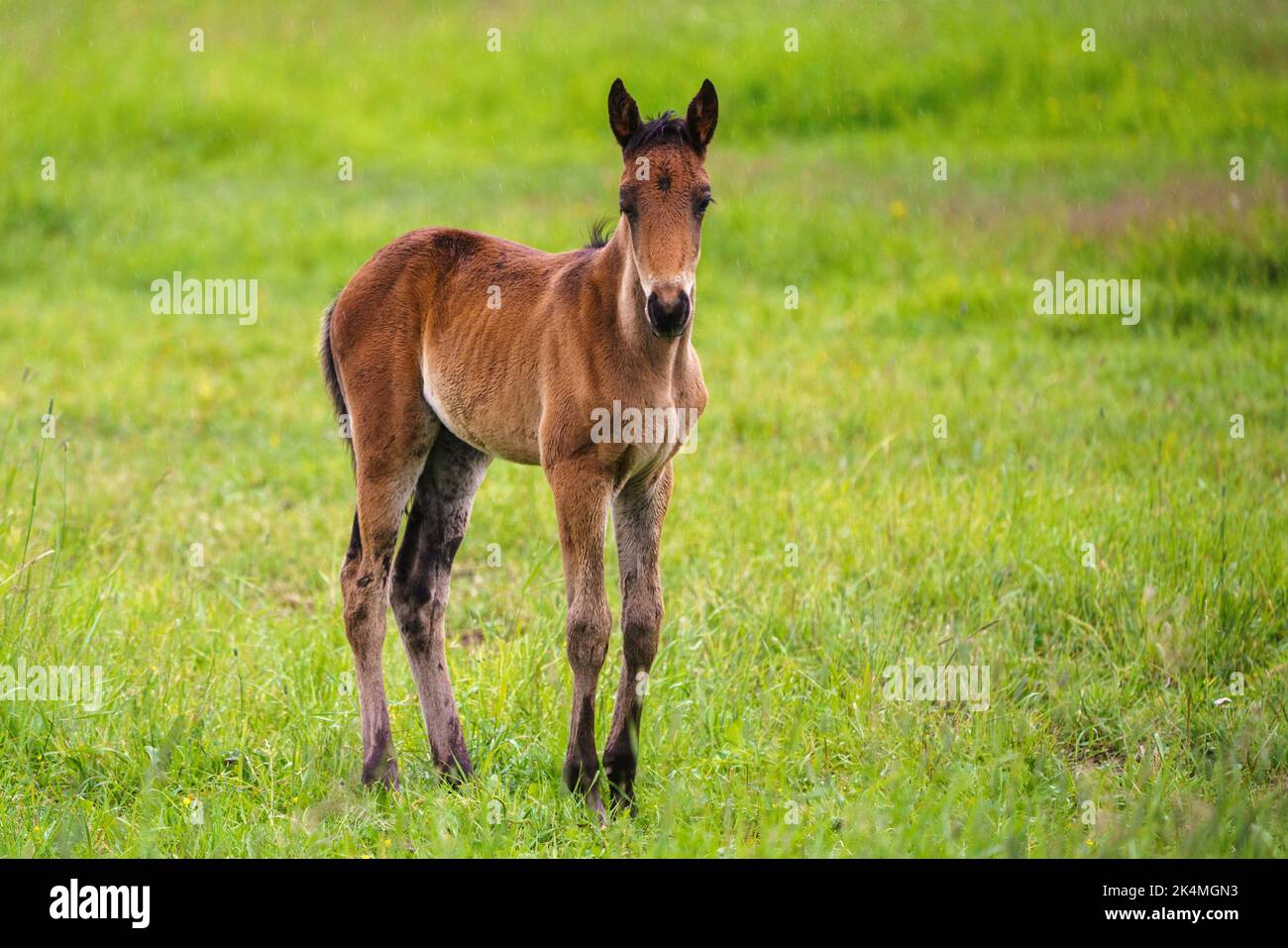 Swedish warmblood foal on a meadow, Norrbotten province, Sweden. Stock Photo