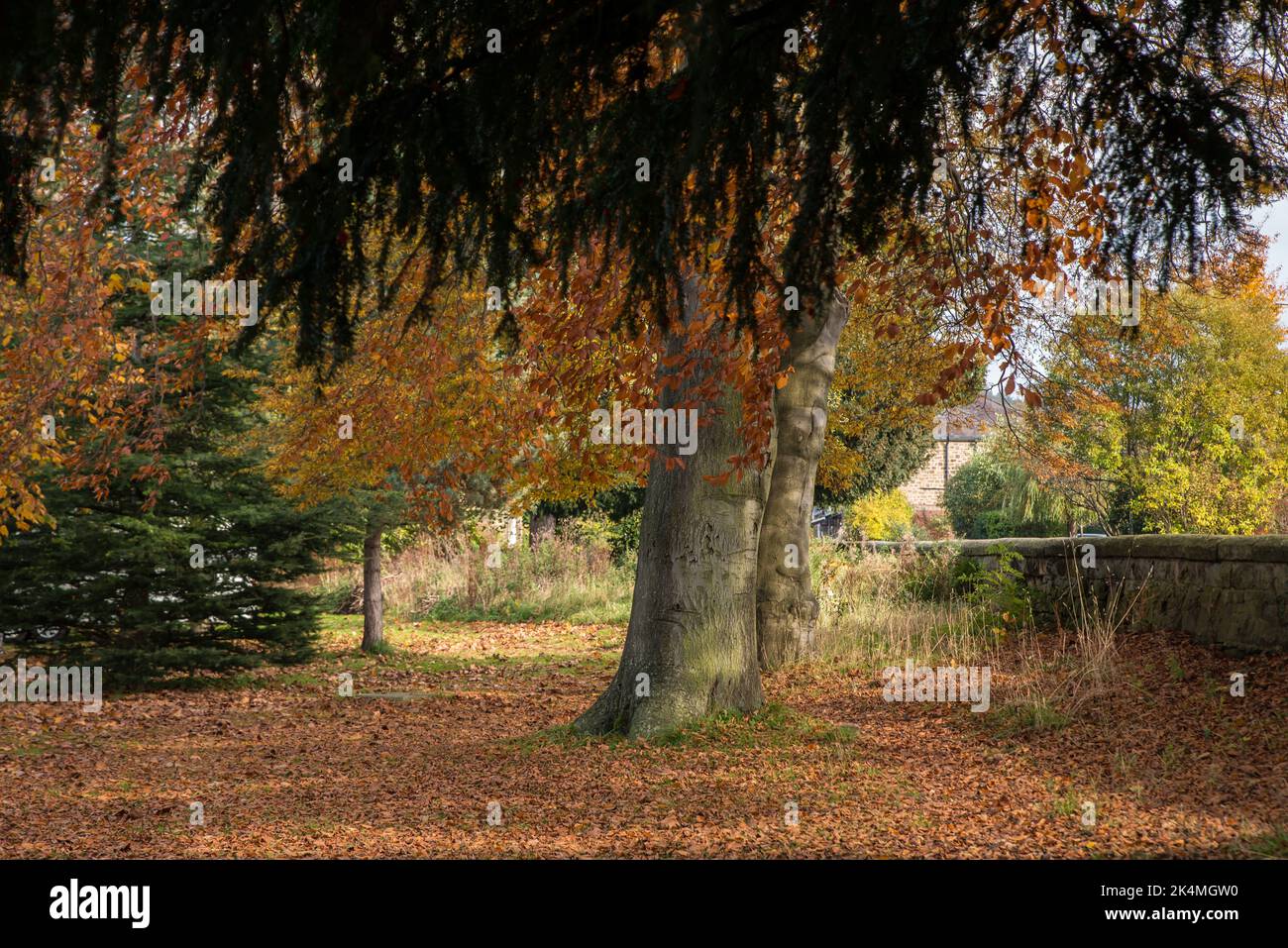 Autumn trees and fallen leaves in Whitworth Park, Darley Dale, Matlock