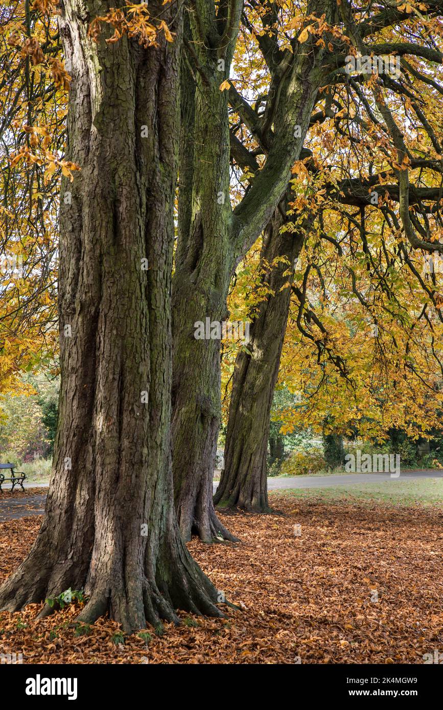 Three horse chestnut trees (Aesculus hippocastanum) in autumn colours