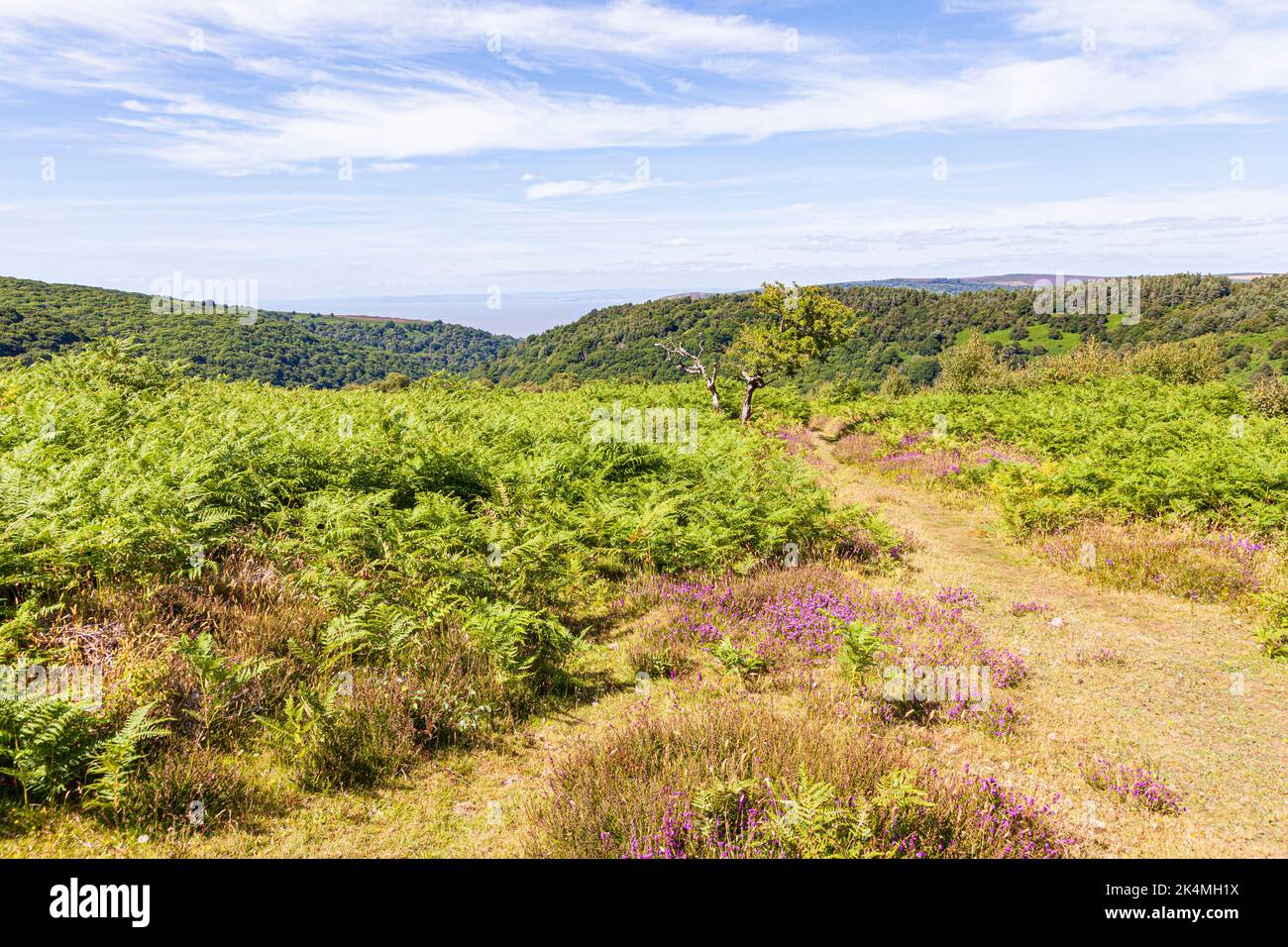 A public footpath on the side of Cloutsham Ball on Exmoor National Park at Cloutsham, Somerset UK Stock Photo