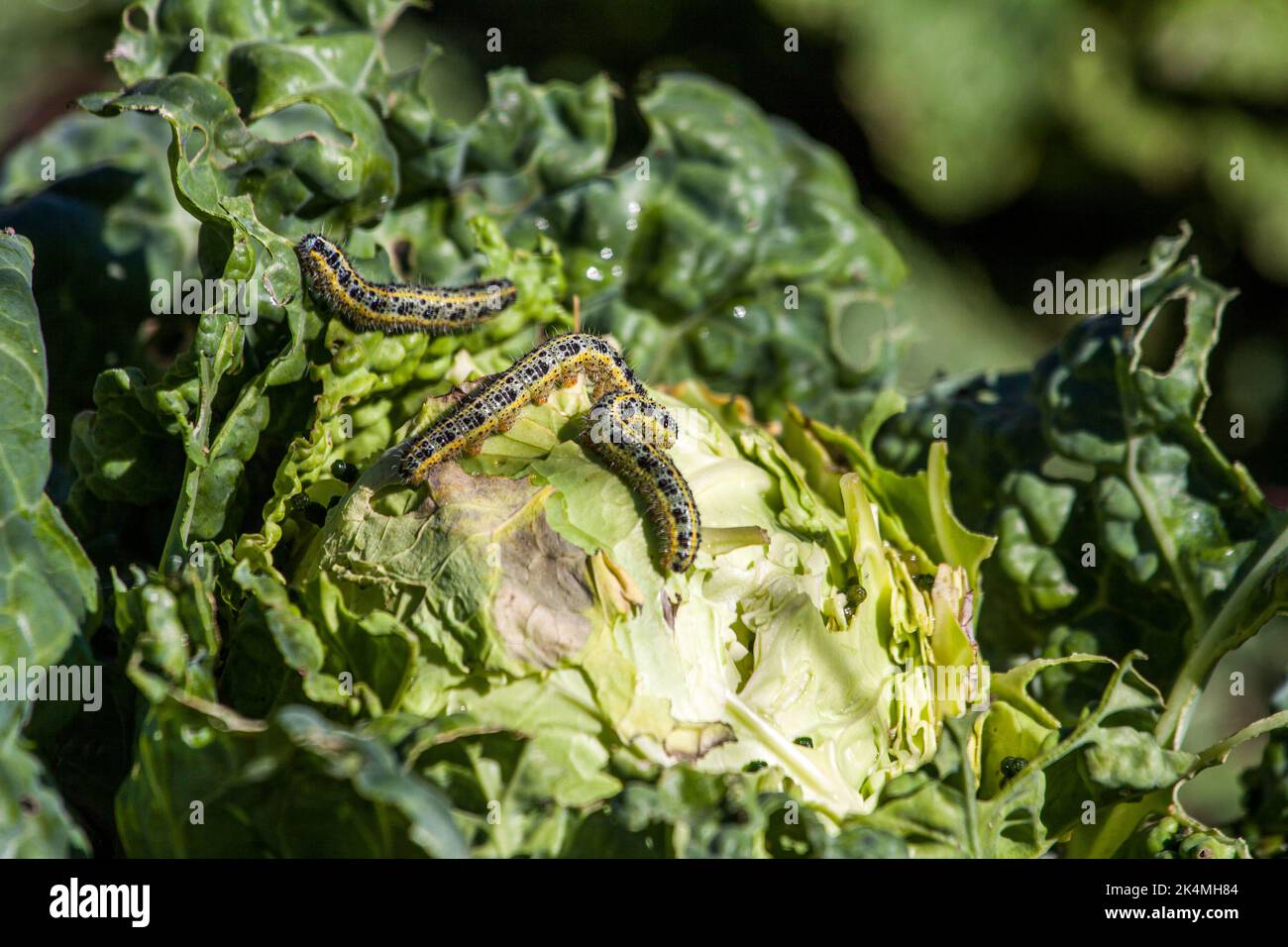 The main and most common type of pest is the caterpillar most common type of pest - the caterpillar of the cabbage moth and cabbage scoop Stock Photo