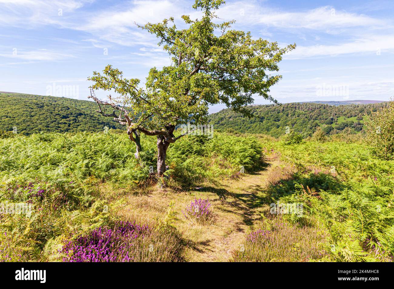 A gnarled hawthorn tree beside a public footpath on Cloutsham Ball on Exmoor National Park at Cloutsham, Somerset UK Stock Photo