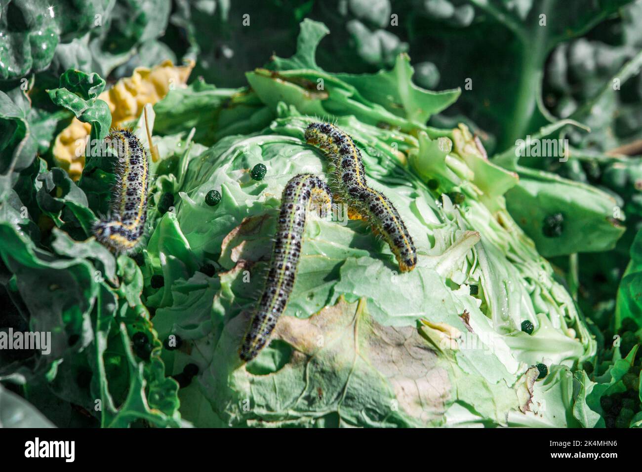 The main and most common type of pest is the caterpillar most common type of pest - the caterpillar of the cabbage moth and cabbage scoop Stock Photo