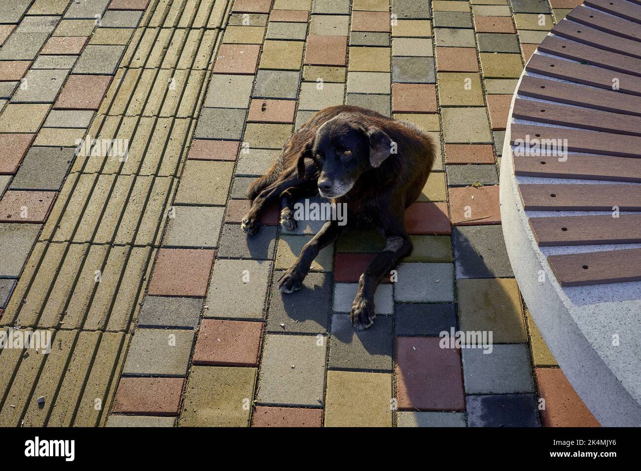 Sad and homeless dog lying on the background of the city sidewalk Stock Photo