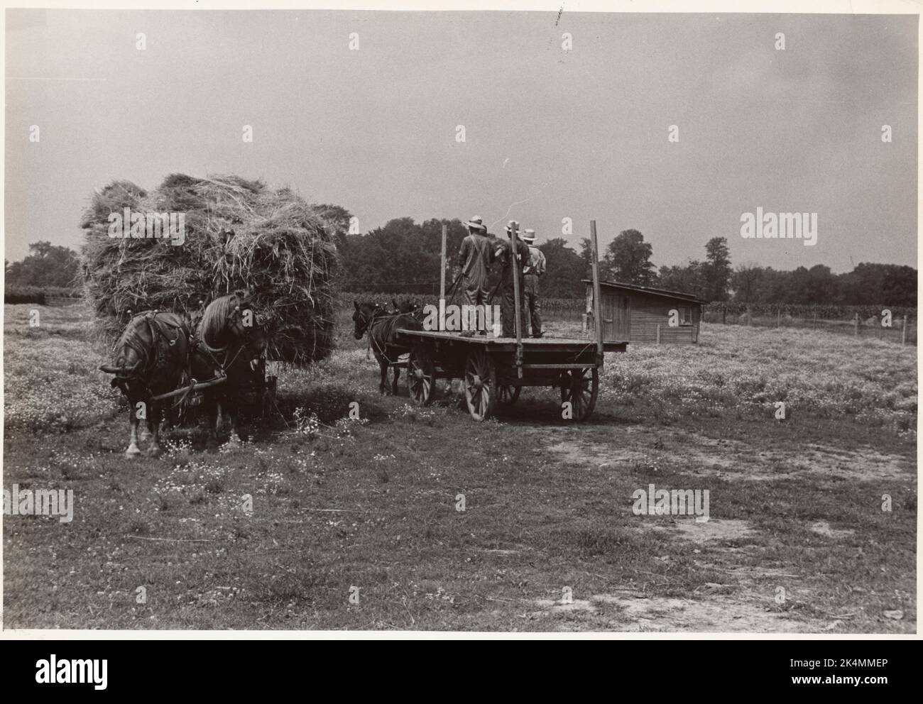 Wheat harvest. Into the fields for sheaves of wheat, Central Ohio. United States. Farm Security Administration (Sponsor) Shahn, Ben, 1898-1969 Stock Photo