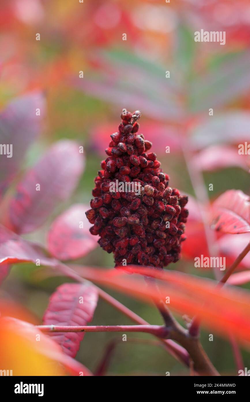 A vertical selective focus of a Staghorn sumac with leaves blurred background Stock Photo