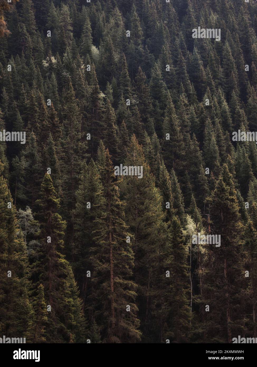 A vertical aerial shot of a thick green fir tree forest Stock Photo