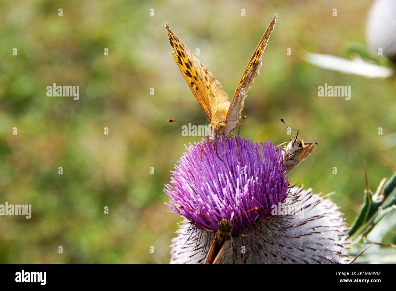 Spotted orange butterfly on the blossom purple thistle flower. Animals and insects in the wild Stock Photo