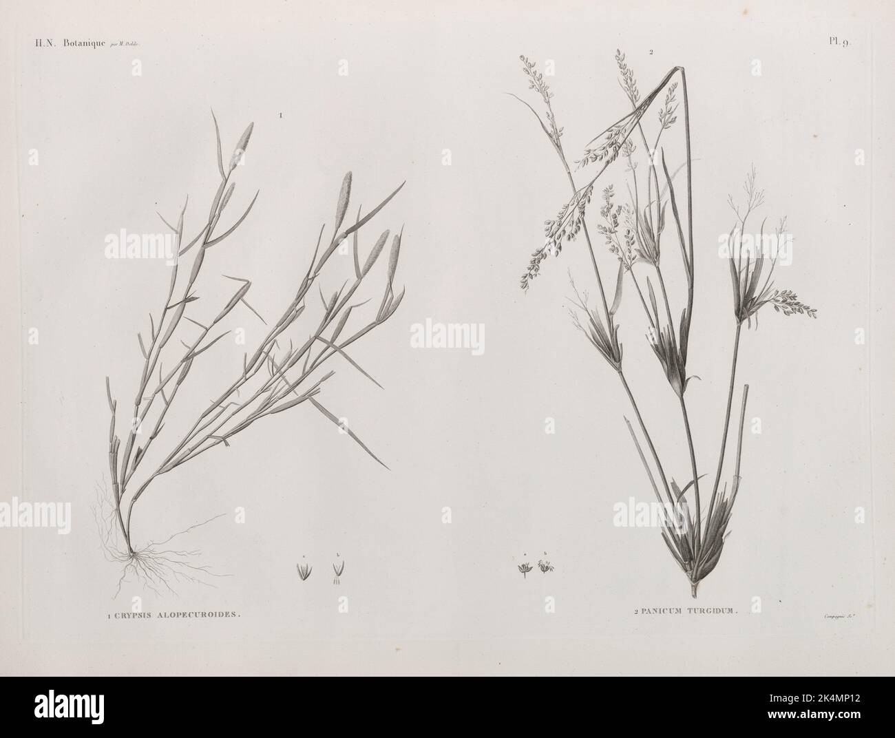 Botanical. 1. Crypsis alopecuroides; 2. Panicum turgidum. Jomard, M. (Edme-Francois), 1777-1862 (Editor). Description of Egypt: or, Collection of Stock Photo