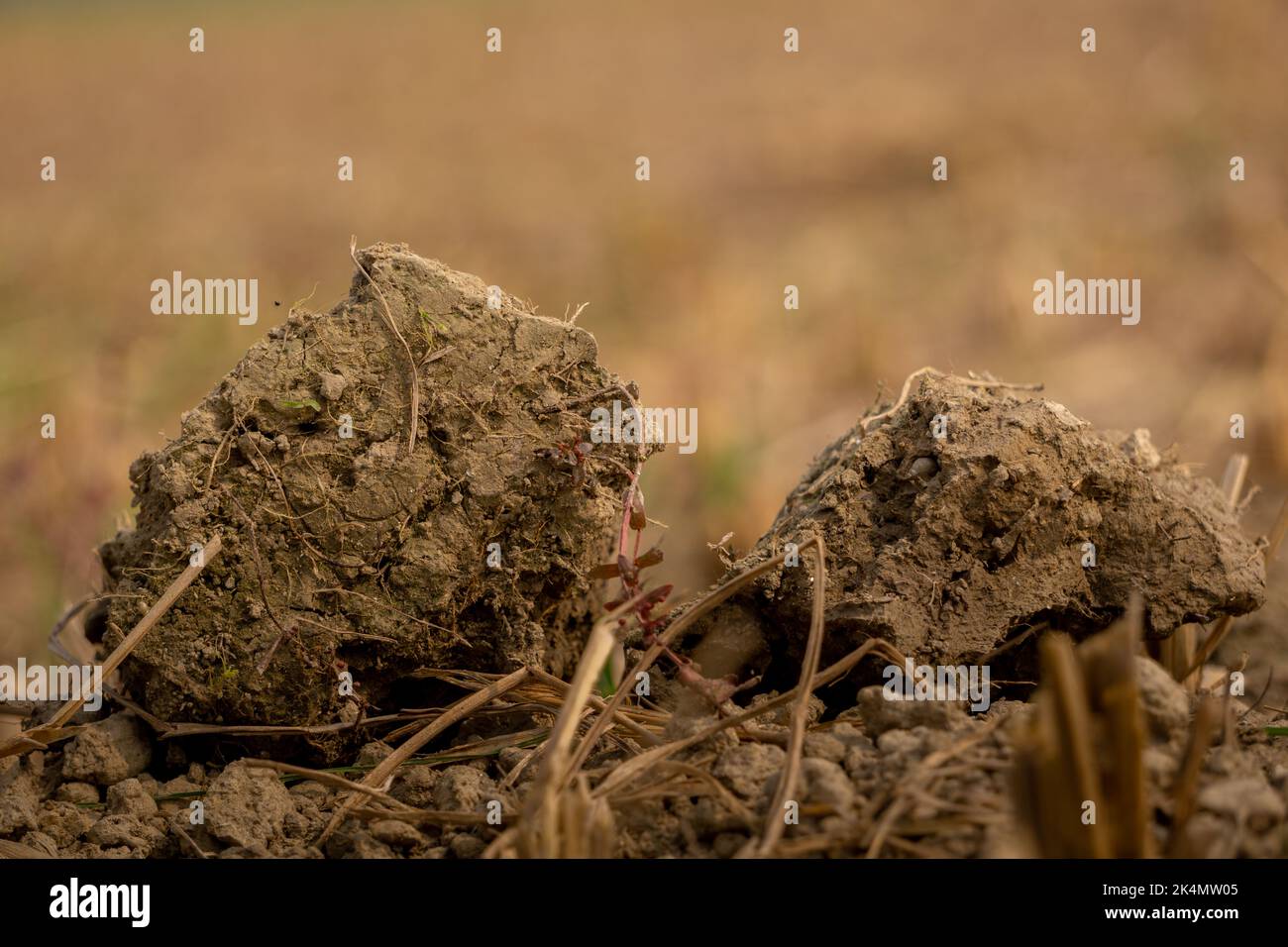 Soil, also commonly referred to as earth or dirt, is a mixture of organic matter, minerals, gases, liquids, and organisms that together support life. Stock Photo