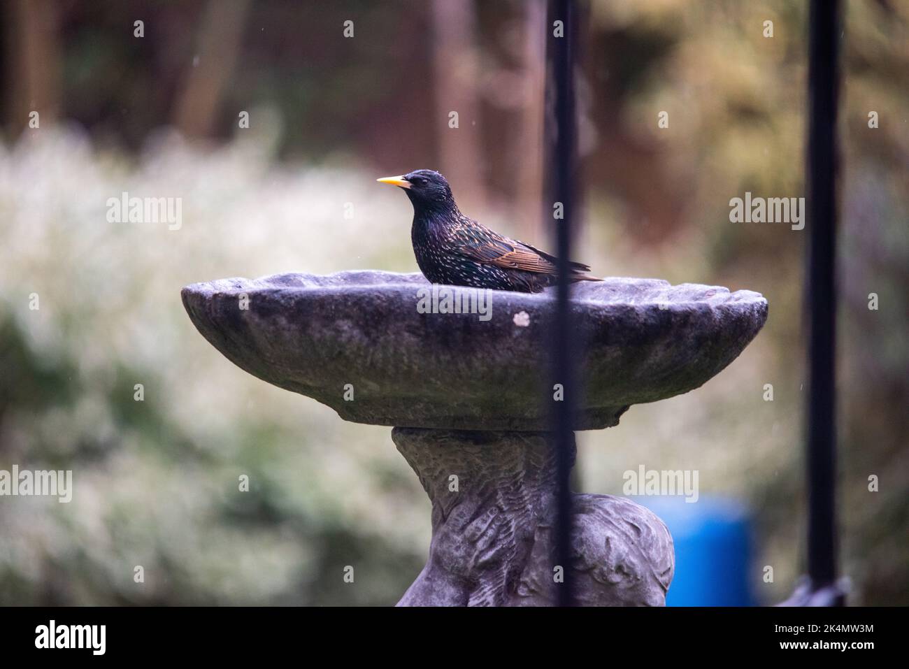 Bird having a wash in bird bath Stock Photo Alamy