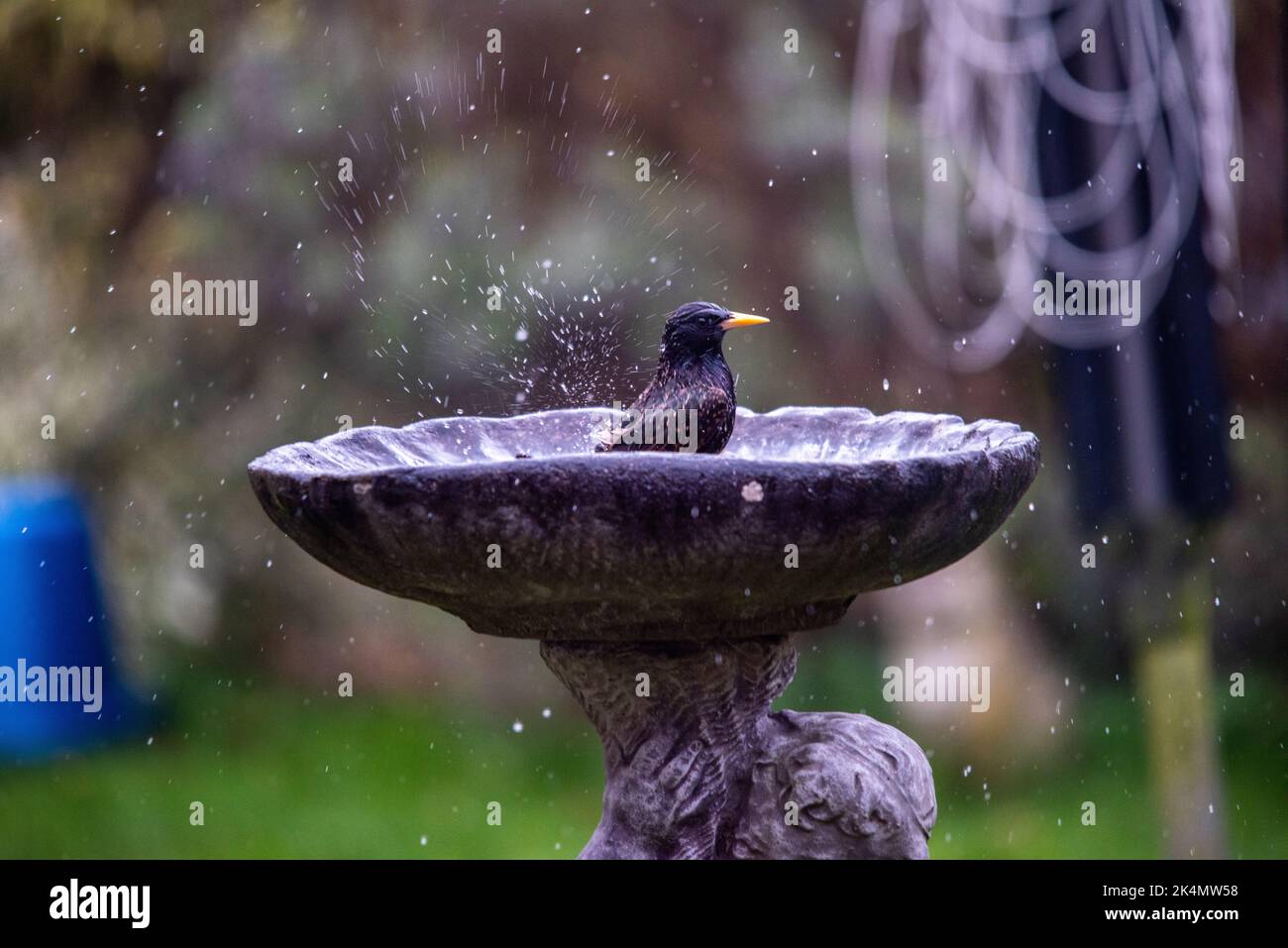 Bird having a wash in bird bath Stock Photo Alamy