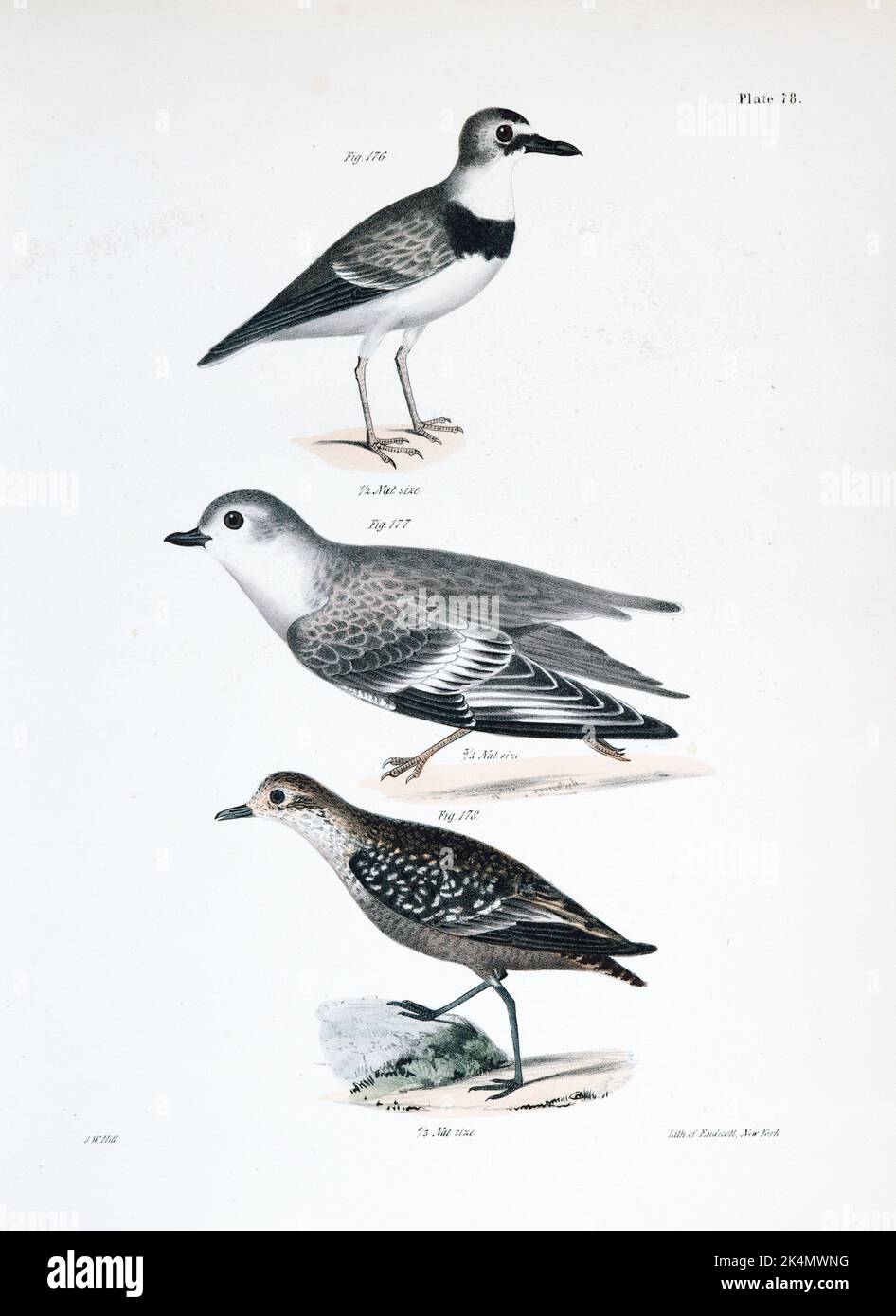 176. Wilson's Plover (Charadrius wilsonius). 177. The Piping Plover