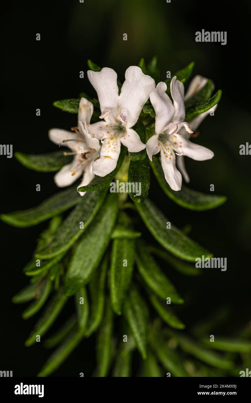 Flowers of Coast Rosemary (Westringia fruticosa) Stock Photo