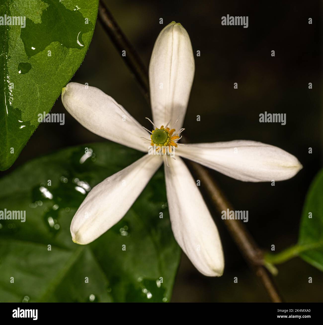 Flower of African Honeysuckle (Turraea heterophylla) Stock Photo