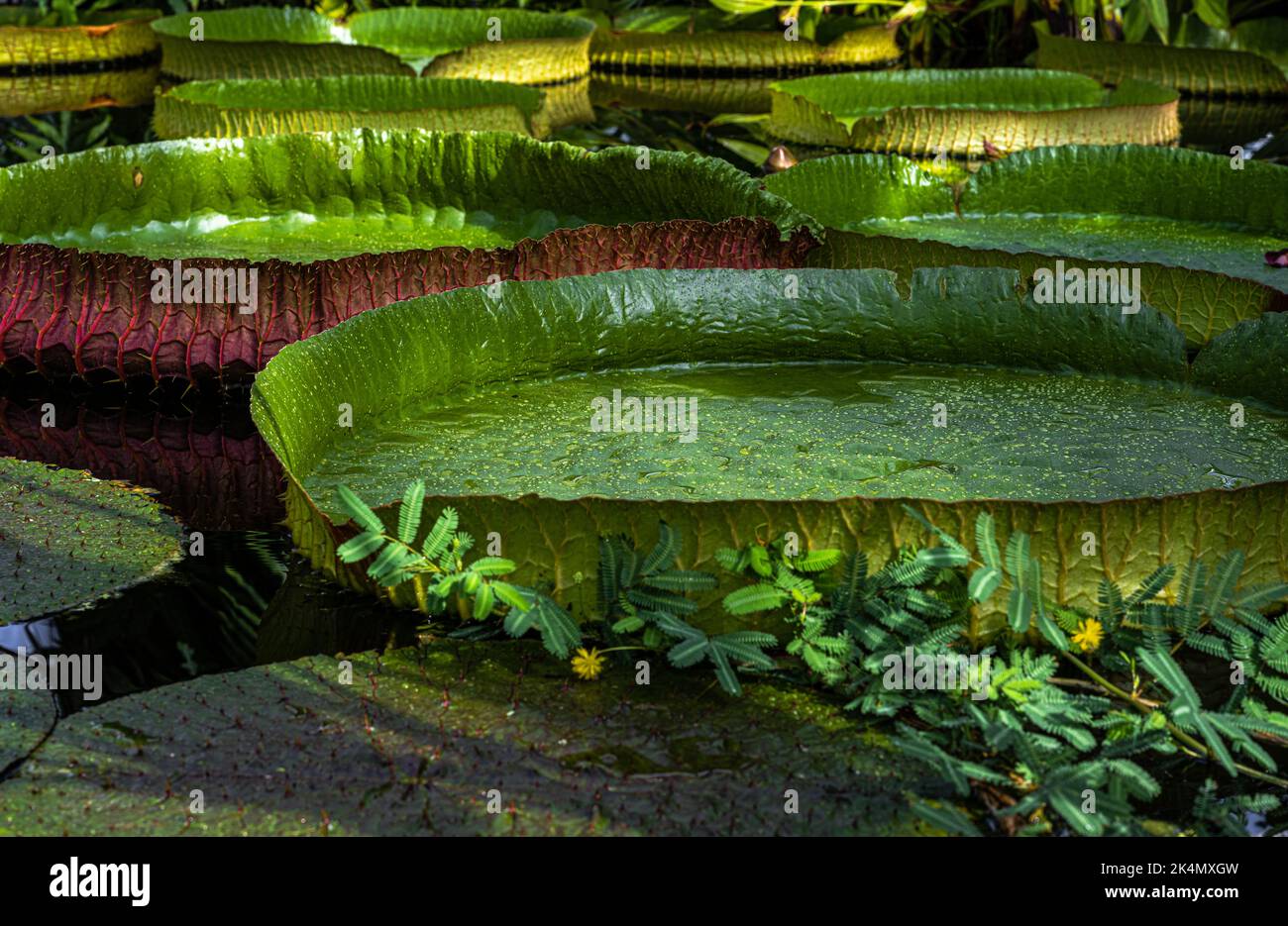 Leaf of a Waterlily (Victoria amazonica Stock Photo - Alamy