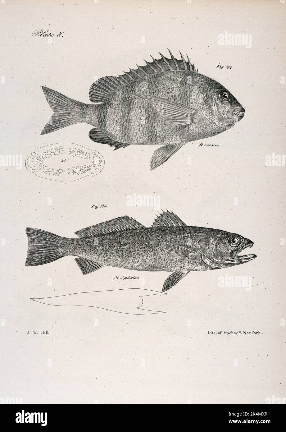 The Sheepshead (Sargus ovis). 24. The Weak fish (Otolithus regalis). De