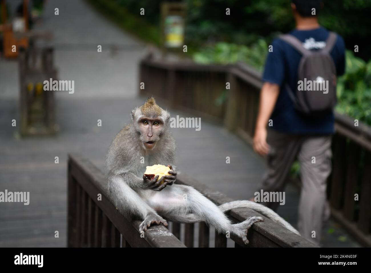 Bali, Indonesia. 19th Sep, 2022. A monkey is seen eating apples at Ubud Monkey Forest in Bali. (Credit Image: © Piyas Biswas/SOPA Images via ZUMA Press Wire) Stock Photo