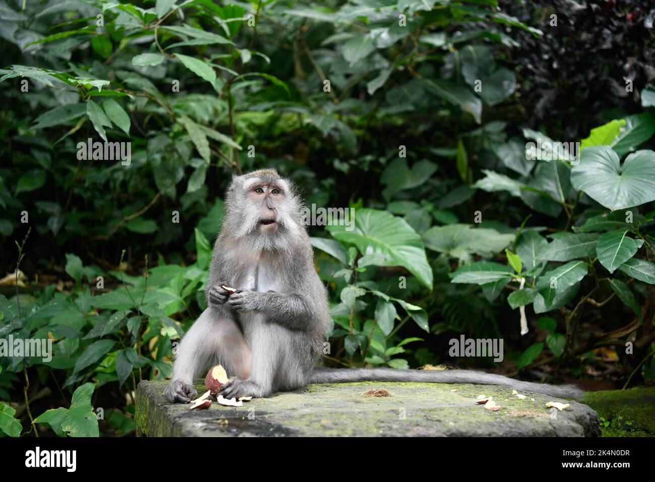 Bali, Indonesia. 19th Sep, 2022. A monkey is seen eating apples at Ubud Monkey Forest in Bali. (Credit Image: © Piyas Biswas/SOPA Images via ZUMA Press Wire) Stock Photo