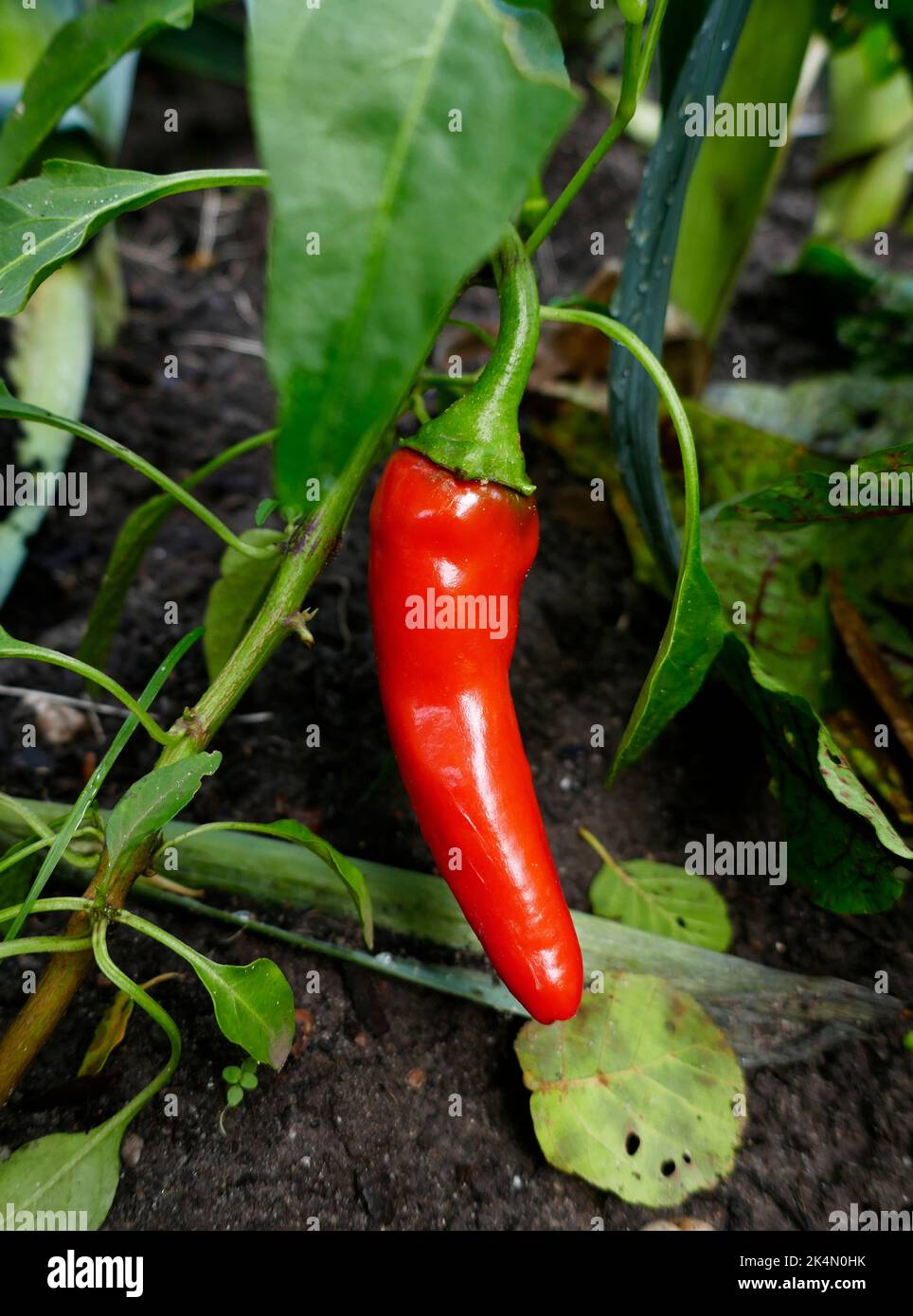 Ripe red chili pepper in a vegetable garden Stock Photo