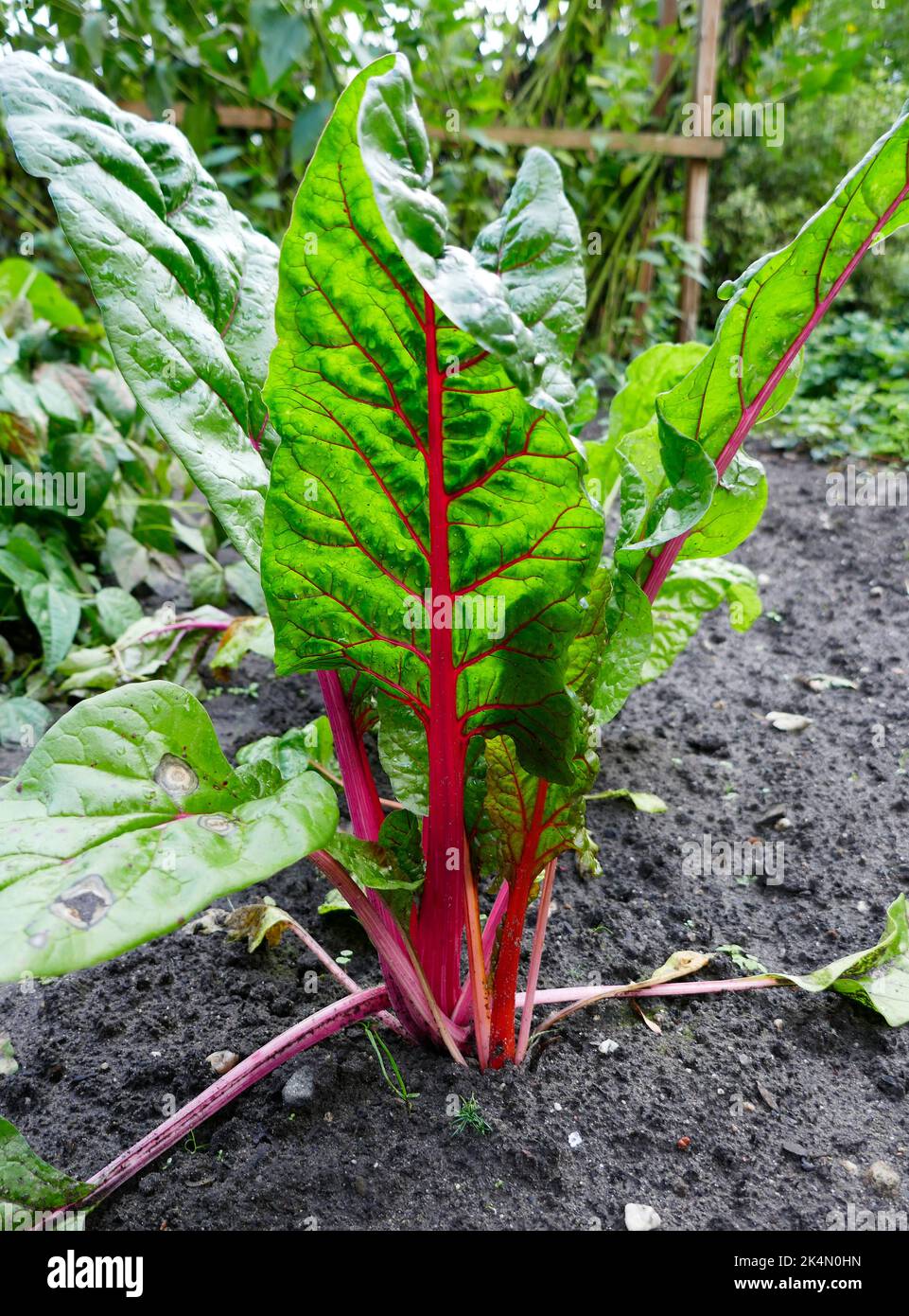 Close-up of leaf of a beet root plant. Fresh green-red leaves of beet root seedling in a vegetable garden. Stock Photo
