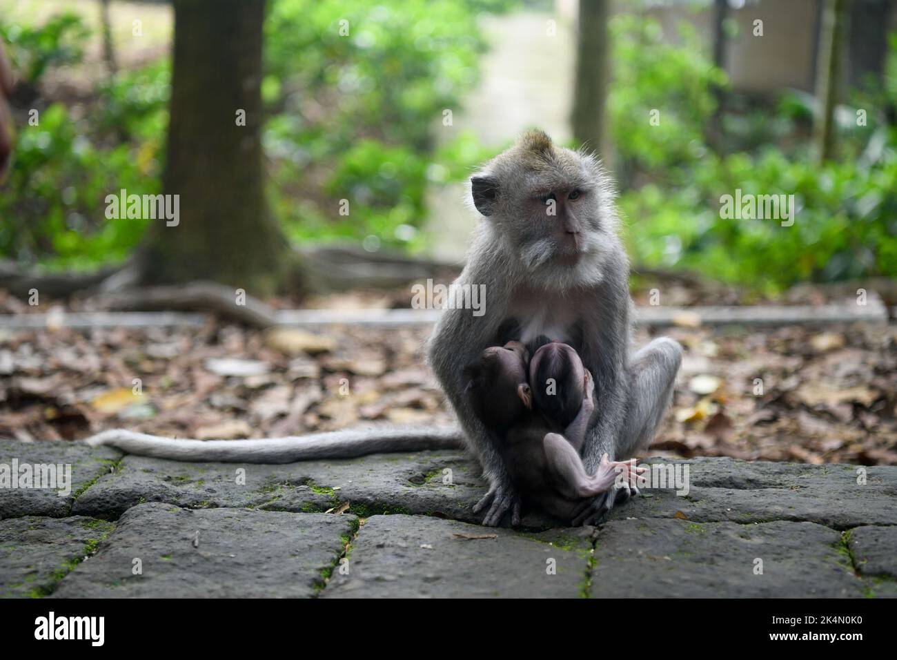 Bali, Indonesia. 19th Sep, 2022. A Mother Monkey seen holding her baby at Ubud Monkey Forest in Bali. (Credit Image: © Piyas Biswas/SOPA Images via ZUMA Press Wire) Stock Photo
