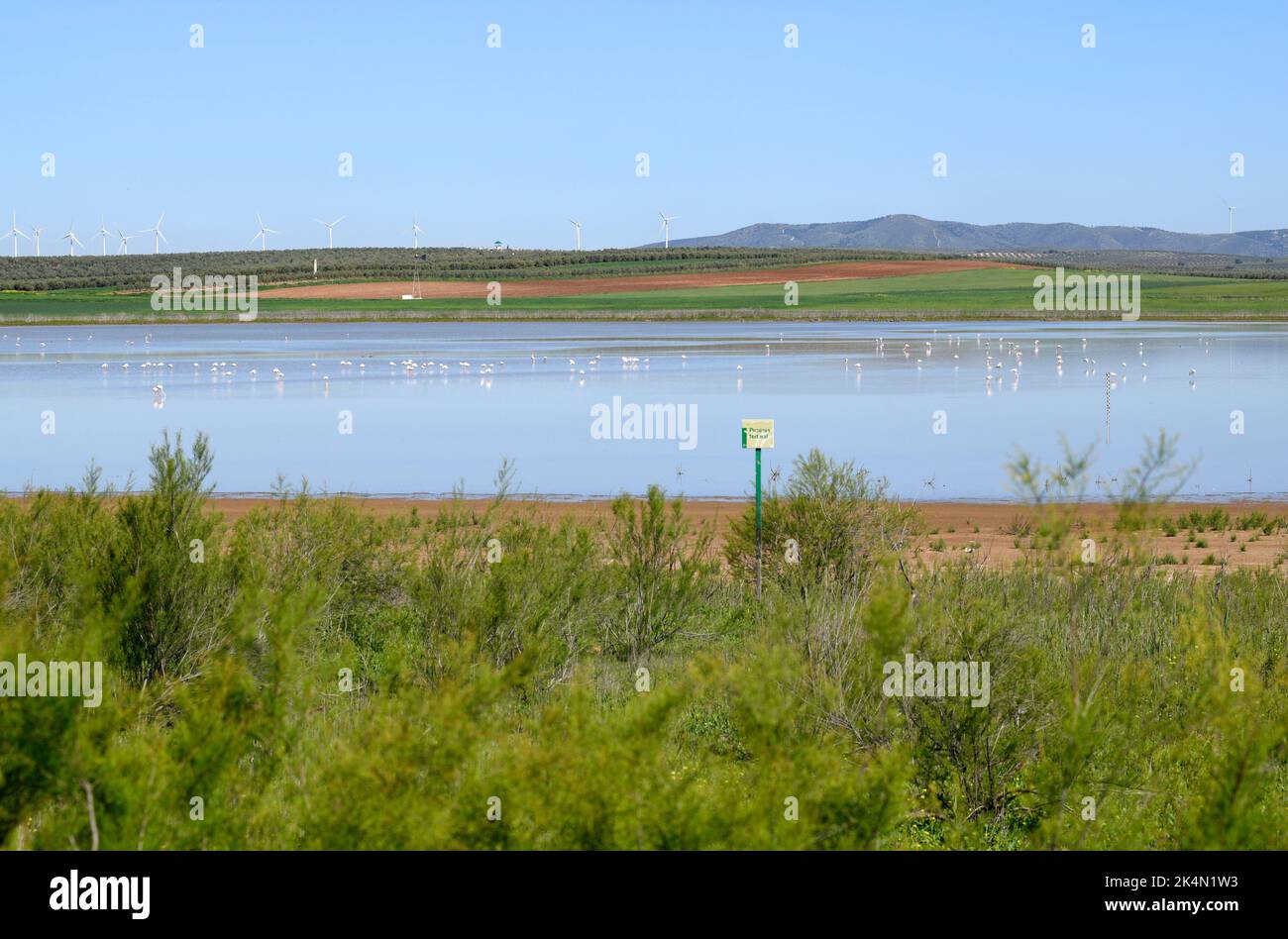 Campillos, Laguna Dulce with flamingos. Málaga, Andalusia, Spain. Stock Photo