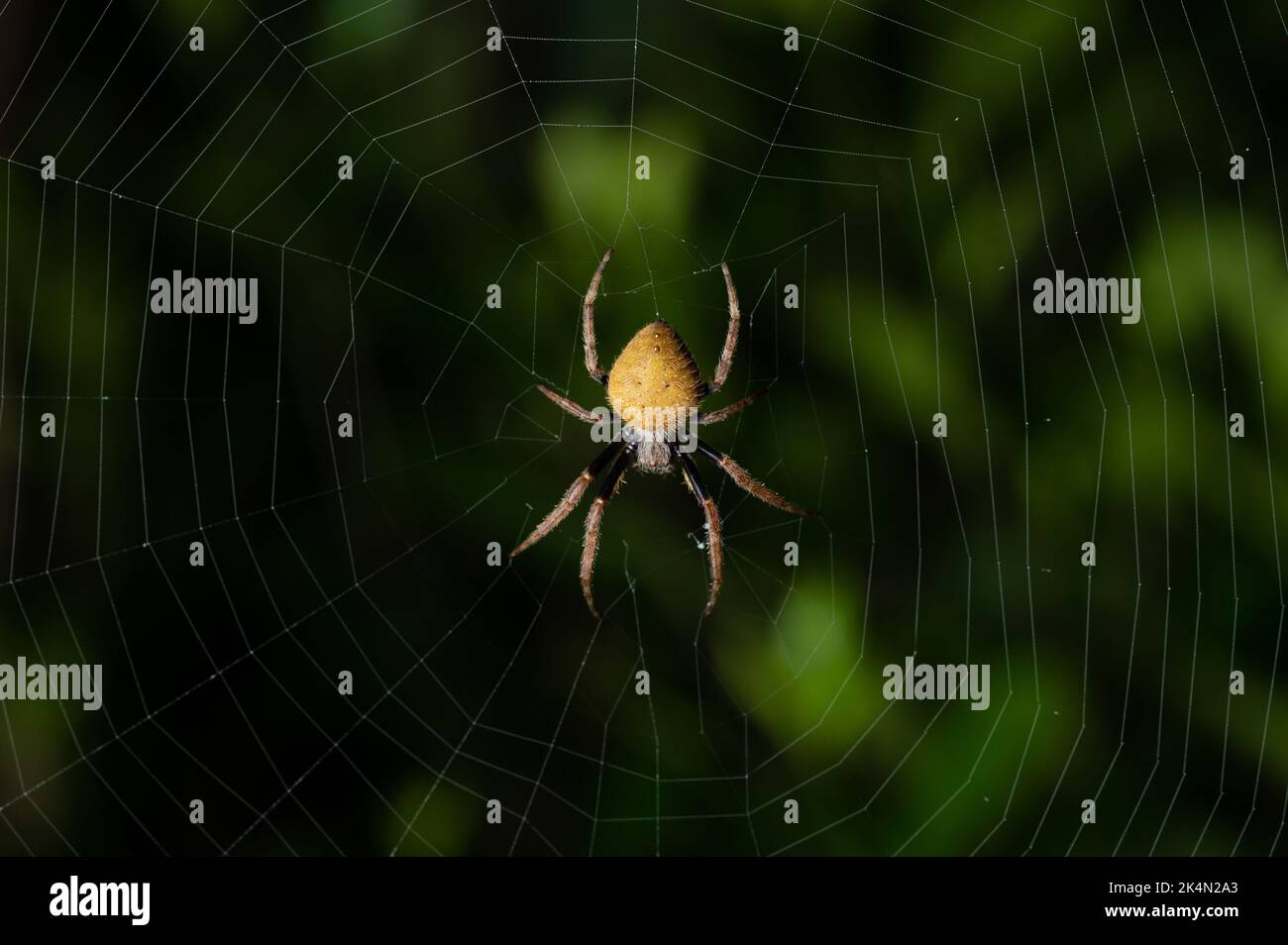 Spider sitting on web trap macro close up view Stock Photo