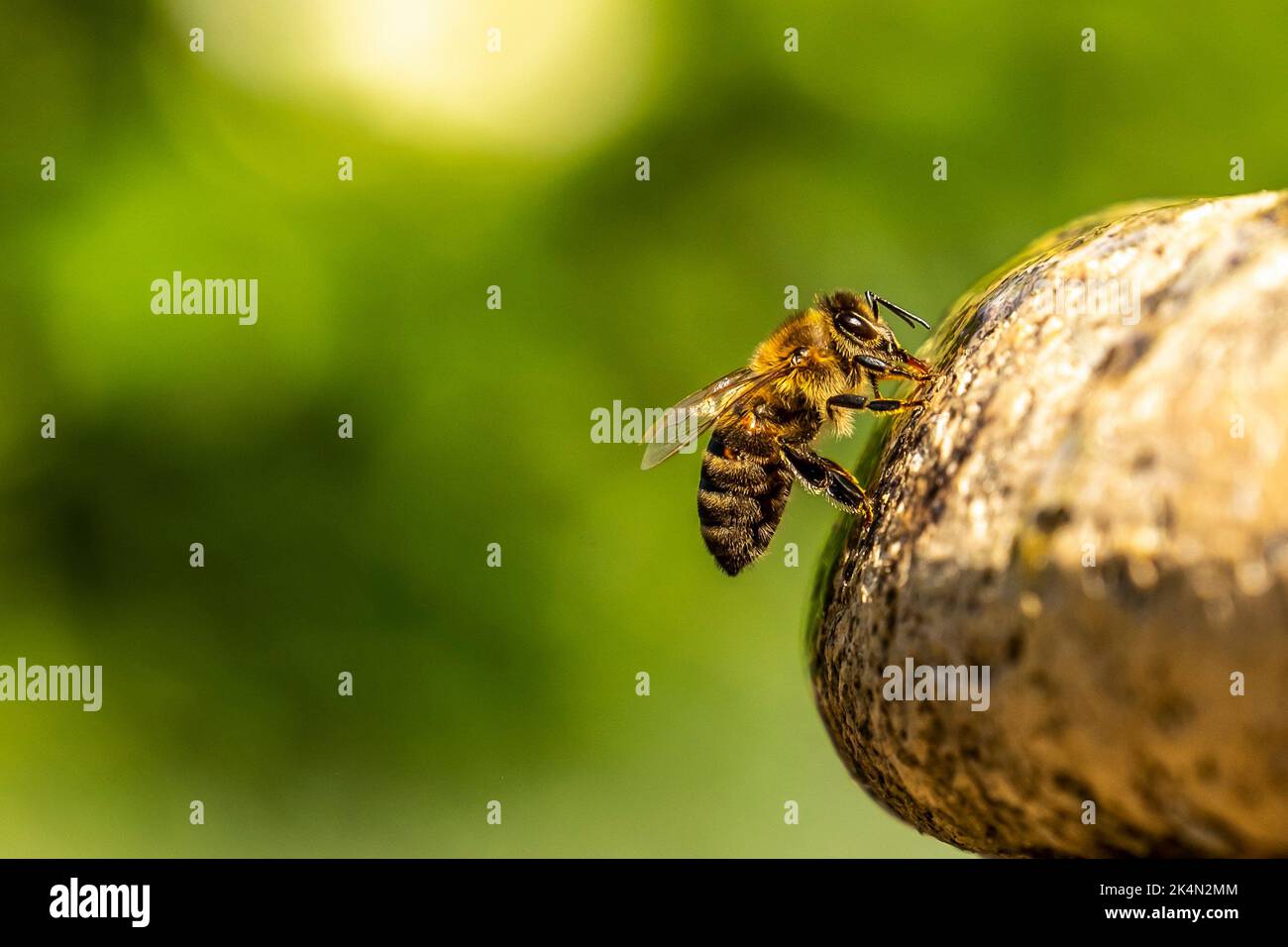 Bee drinking from a wet fountain Stock Photo Alamy