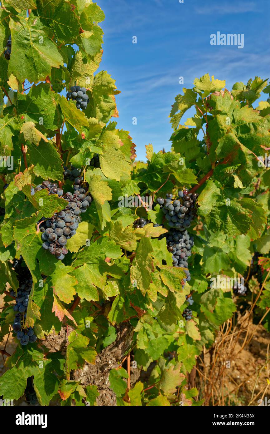 Black grapes ready for picking. Stock Photo