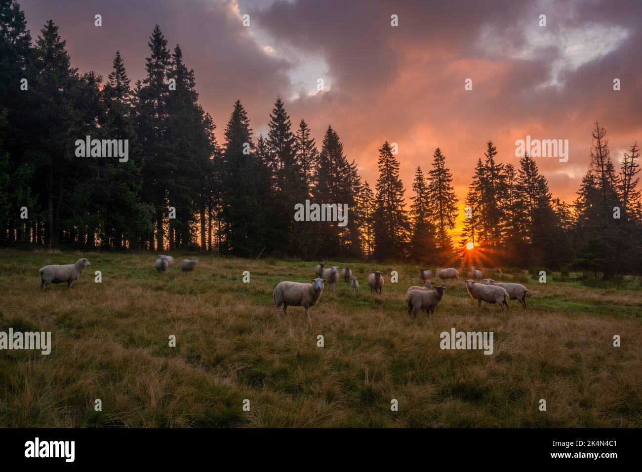 Pasture Morning Pasture land with sheep and color sunrise near spruce tree morning ...