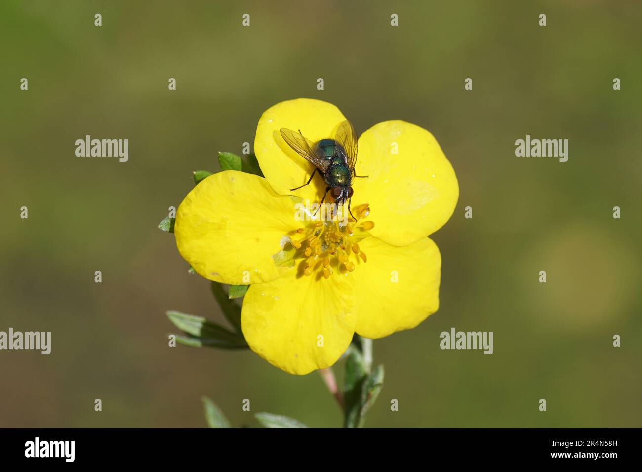 Closeup Greenbottle (Lucilia), family Blow-flies (Calliphoridae) on yellow flower of shrubby cinquefoil (Potentilla fruticosa 'Flashlight') Stock Photo