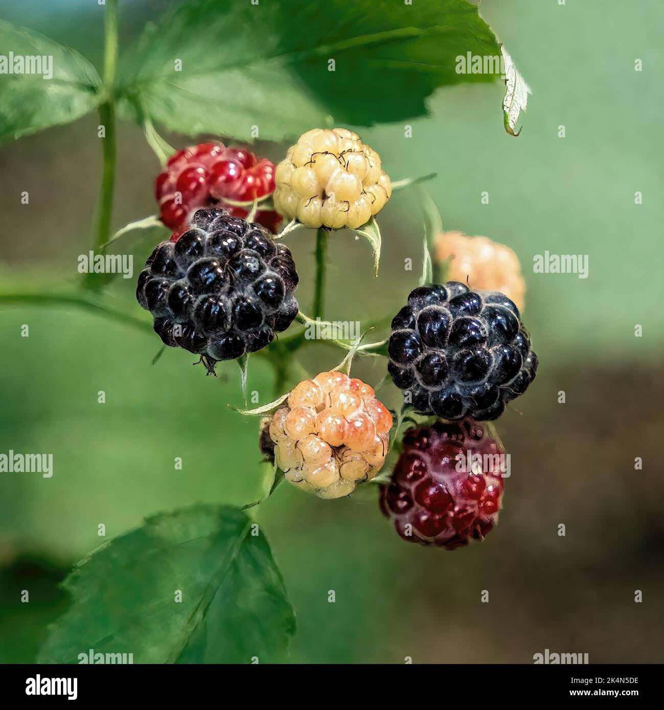Blackberries in all stages of ripeness on a bush in summer near Orrock ...
