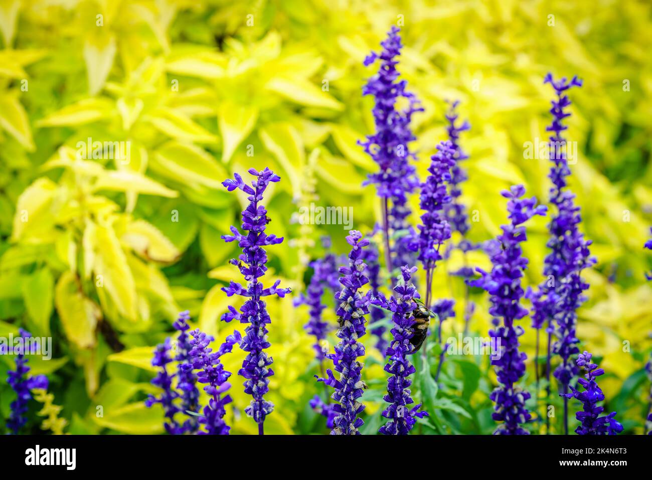 Close-up image of blooming blue sage (Salvia nemarosa) against the background of bright yellow leaves Stock Photo
