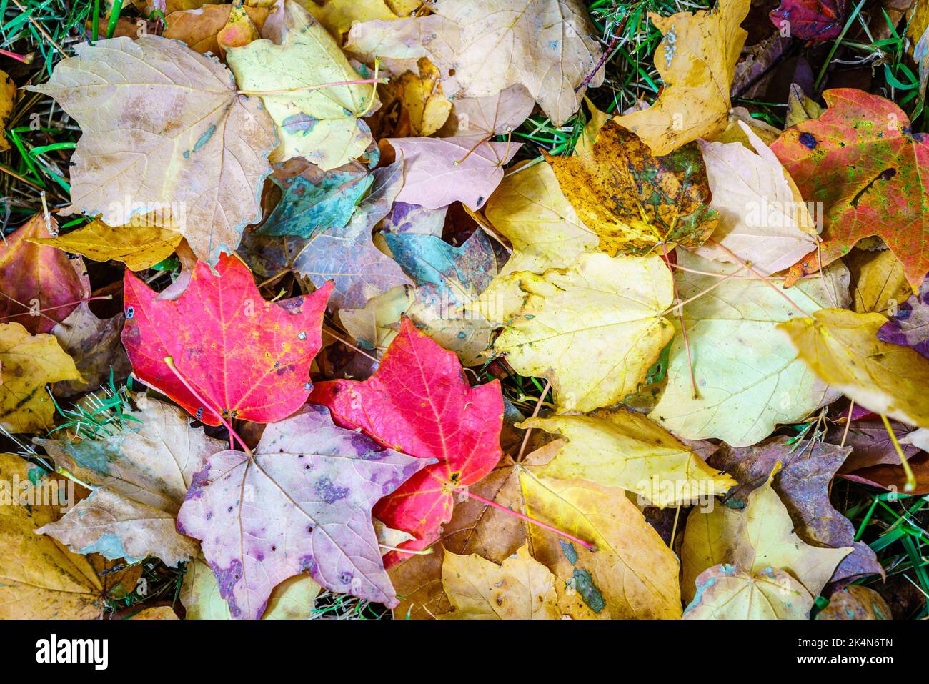 Close-up image of fallen leaves on the ground Stock Photo