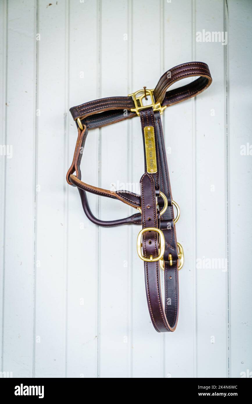 Close-up image of a leather bridle or horse halter hanging on a stable wall Stock Photo