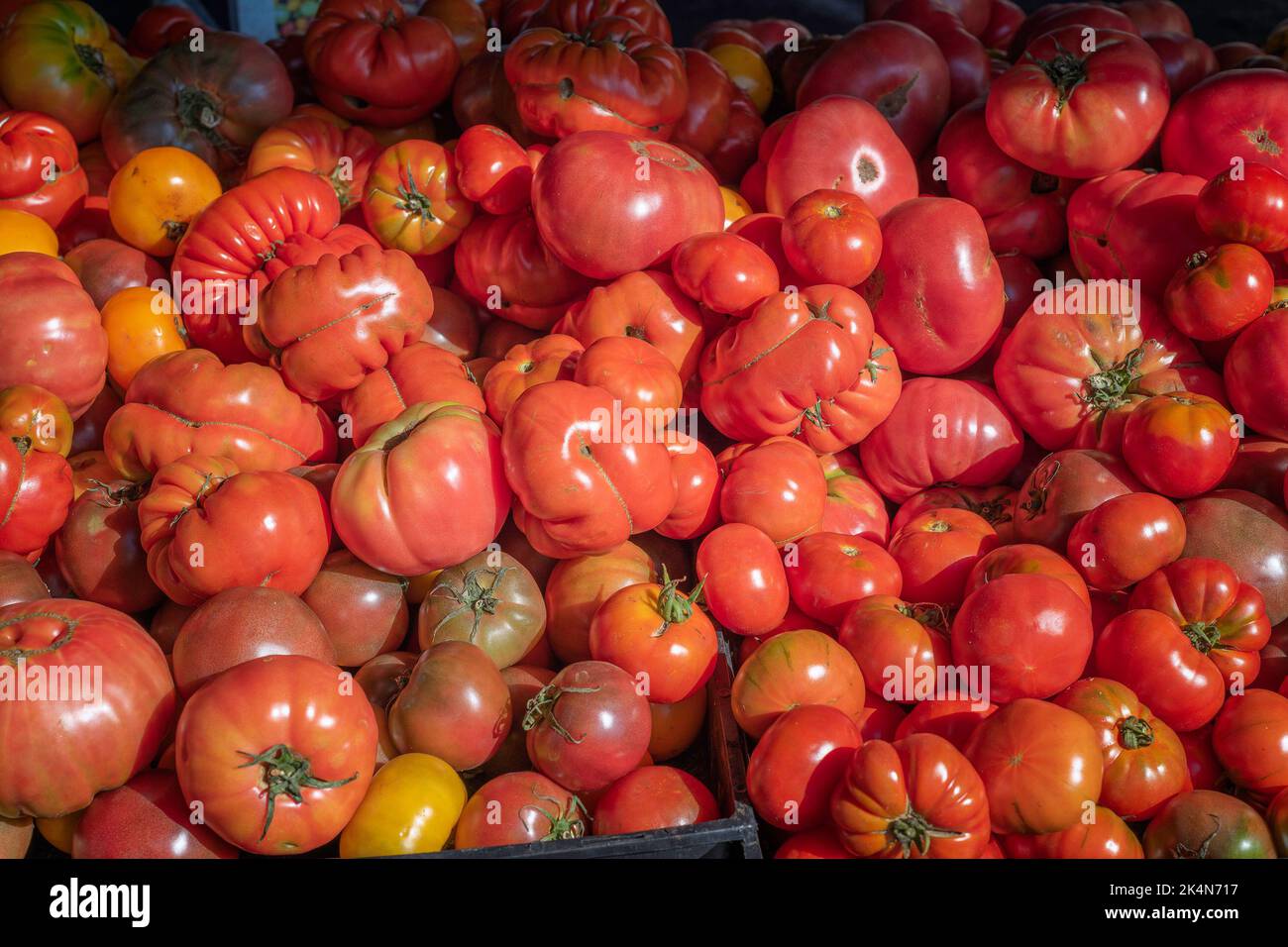 Close up of a pile of bright red Heirloom tomatoes. Stock Photo