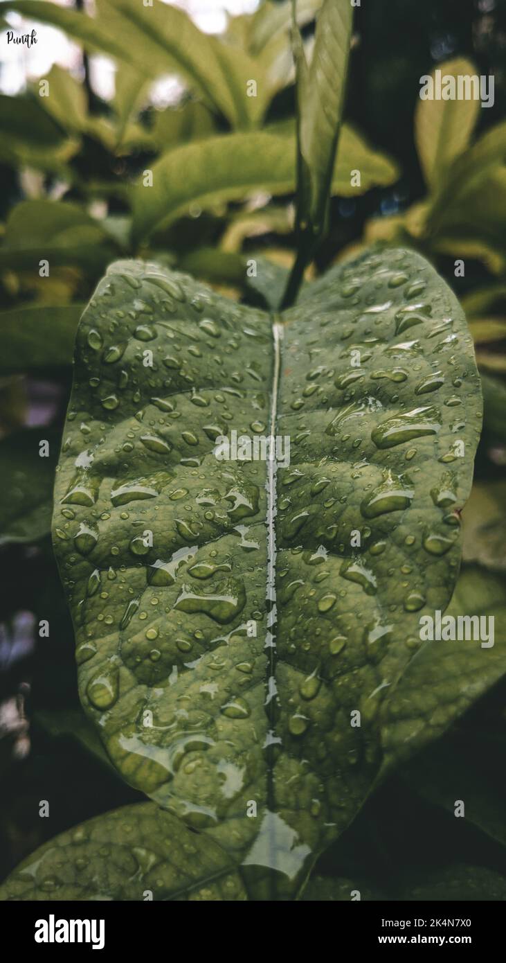 A vertical closeup shot of rain droplets on a green leaf Stock Photo