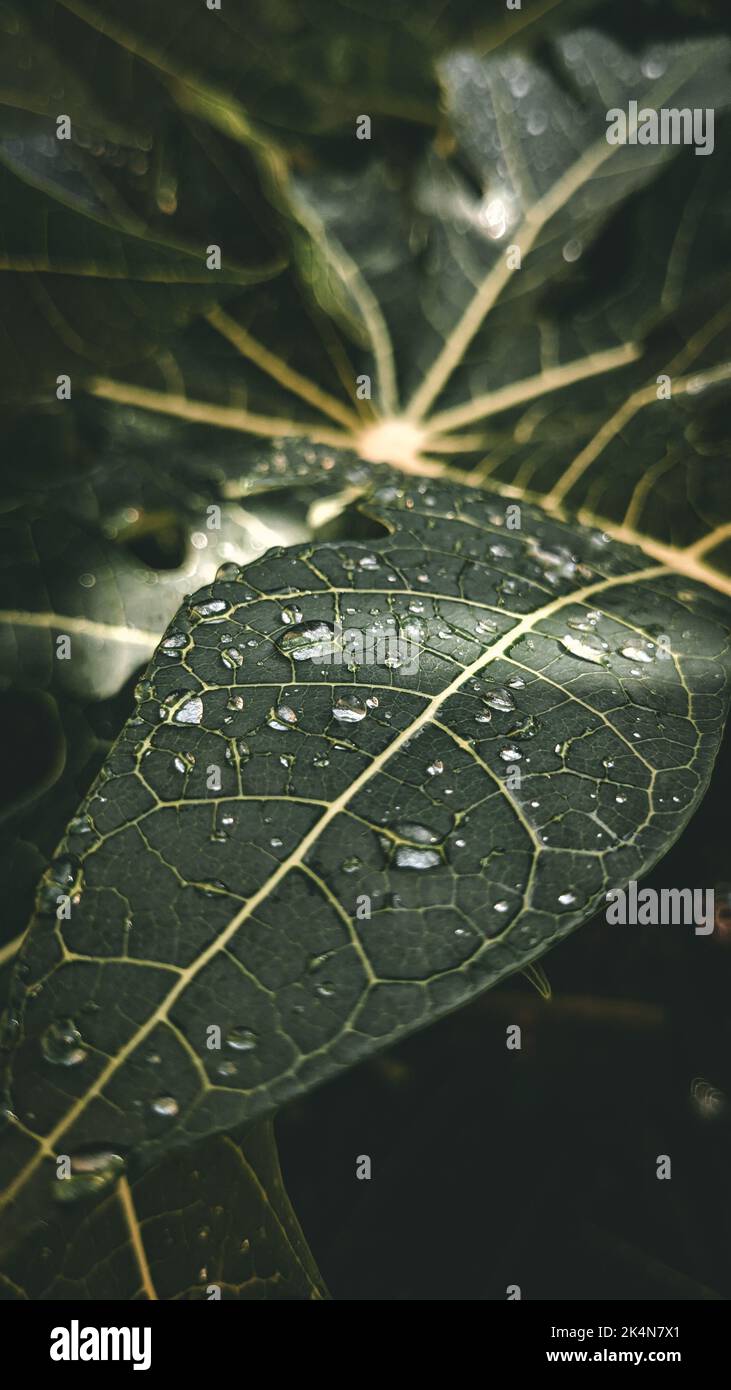 A vertical closeup shot of rain droplets on a green leaf Stock Photo