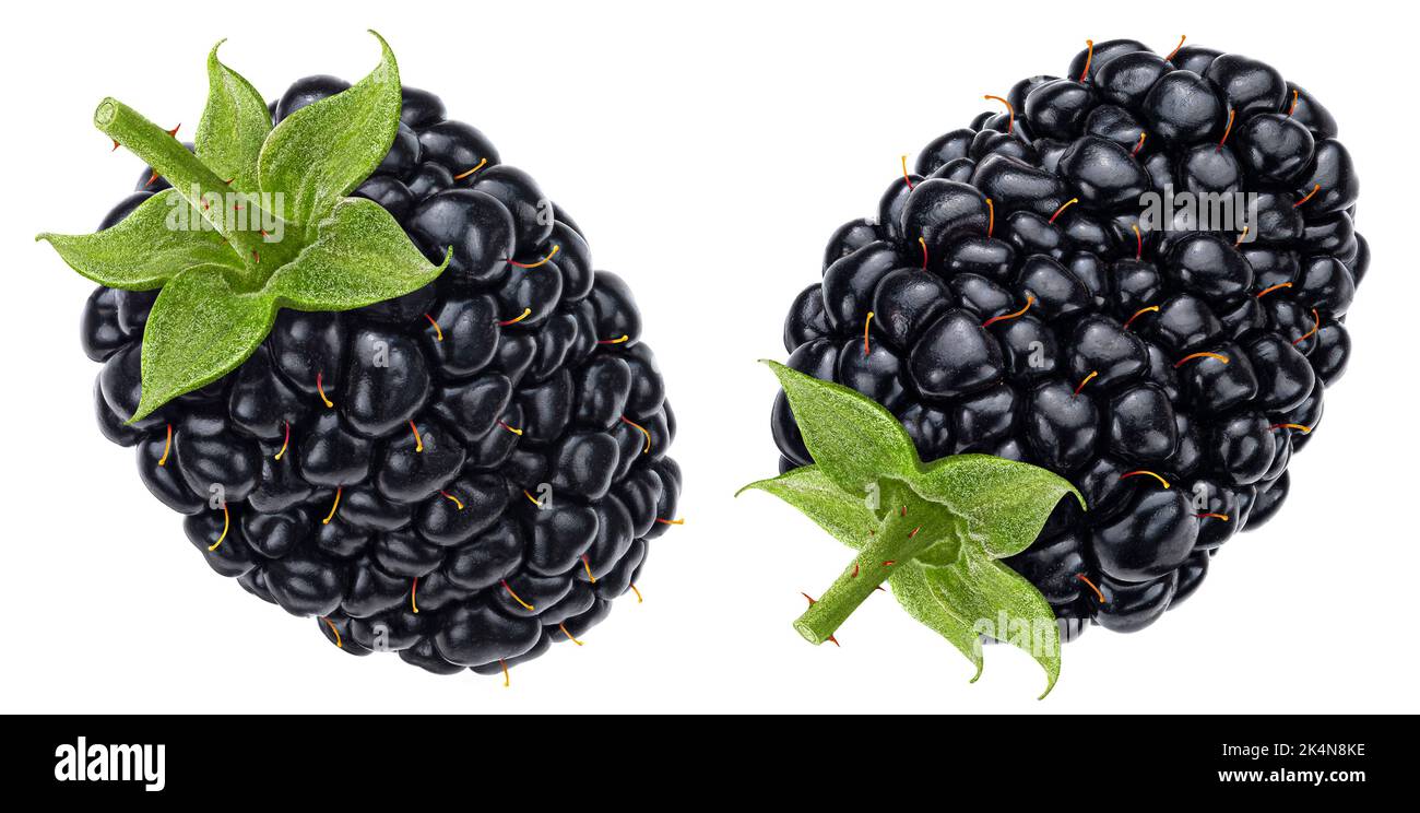 Blackberry isolated on white background Stock Photo