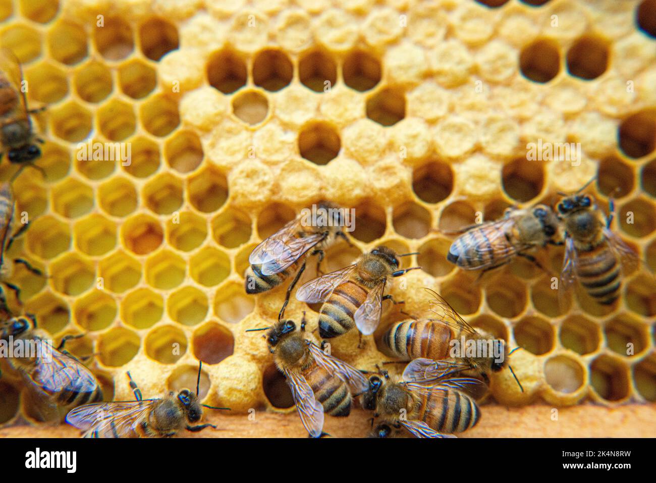 Honeybees busy working at their beehive Stock Photo - Alamy