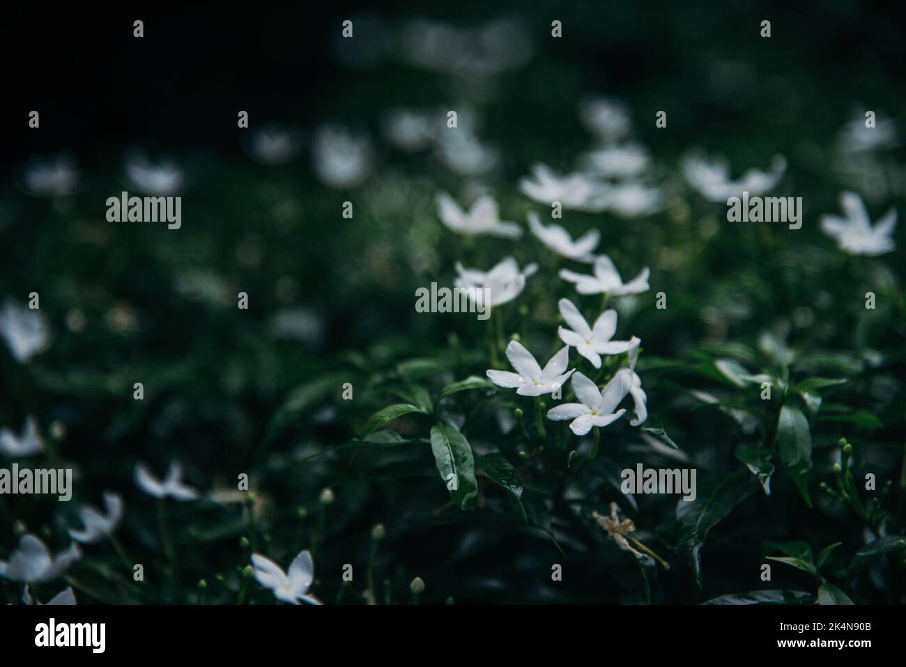 Wet white flower bushes with blur background Stock Photo Alamy