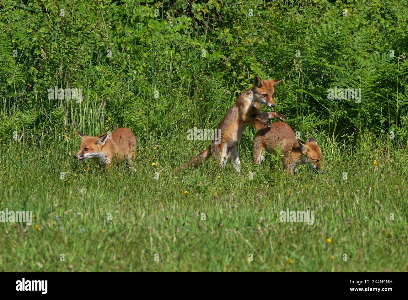 Fox cubs-Vulpes vulpes at play. Stock Photo