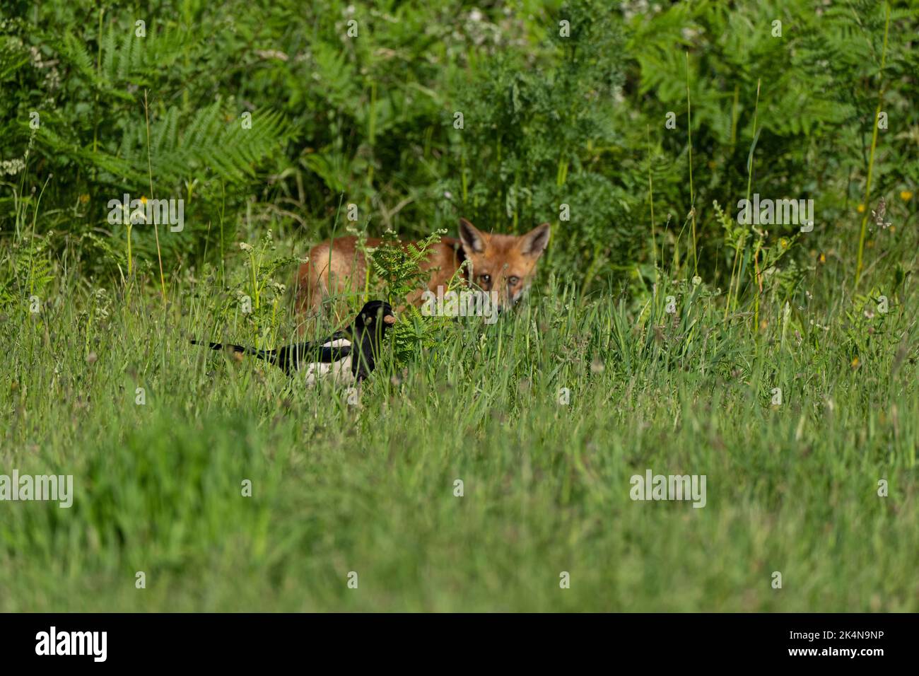 Fox cub-Vulpes vulpes hunts a Magpie-Pica pica Stock Photo